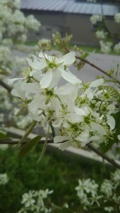 ジューンベリーの花拡大01
